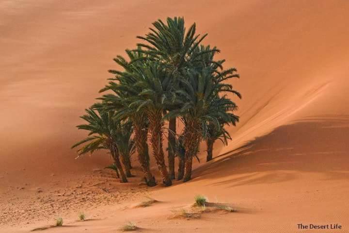 Bivouac Camel Trips Hotel Merzouga Buitenkant foto